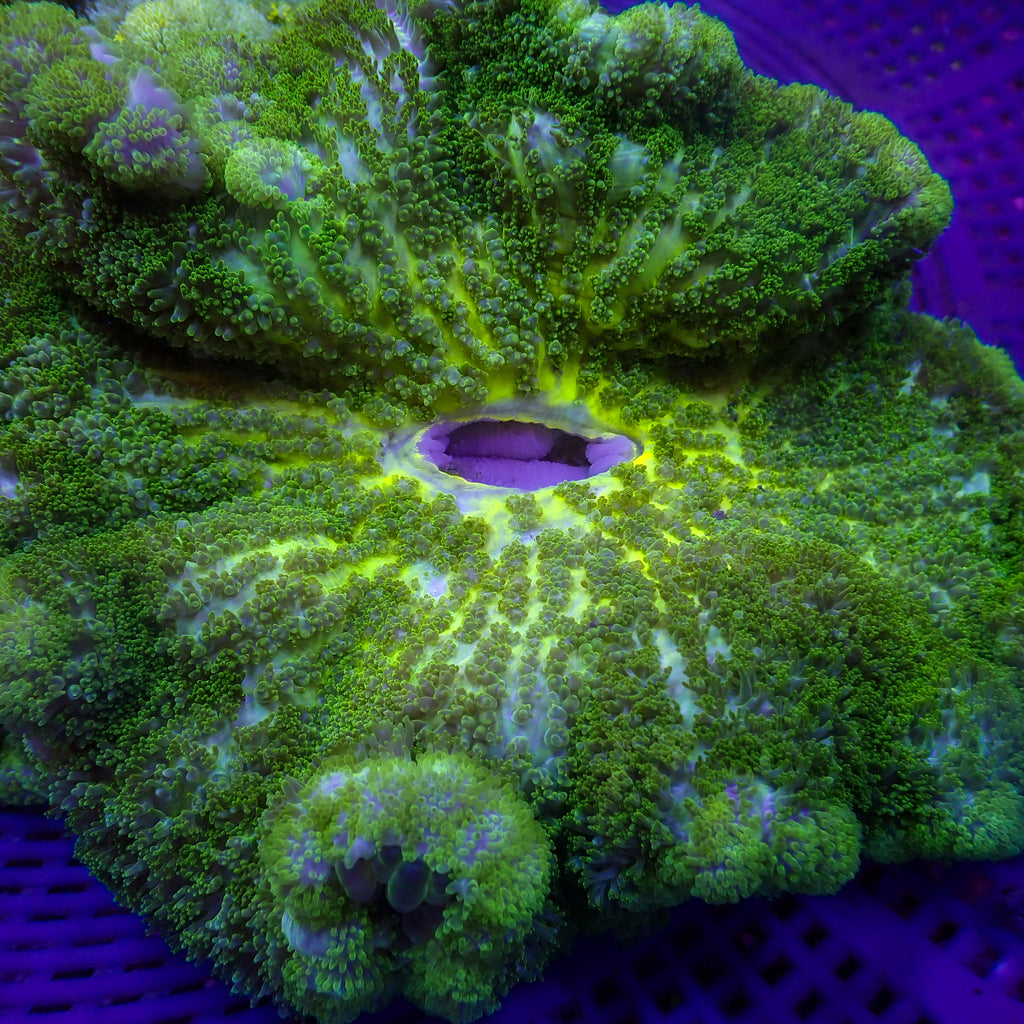WYSIWYG Yellow Mouth Green Carpet Anemone (7-9") - Corals Anonymous