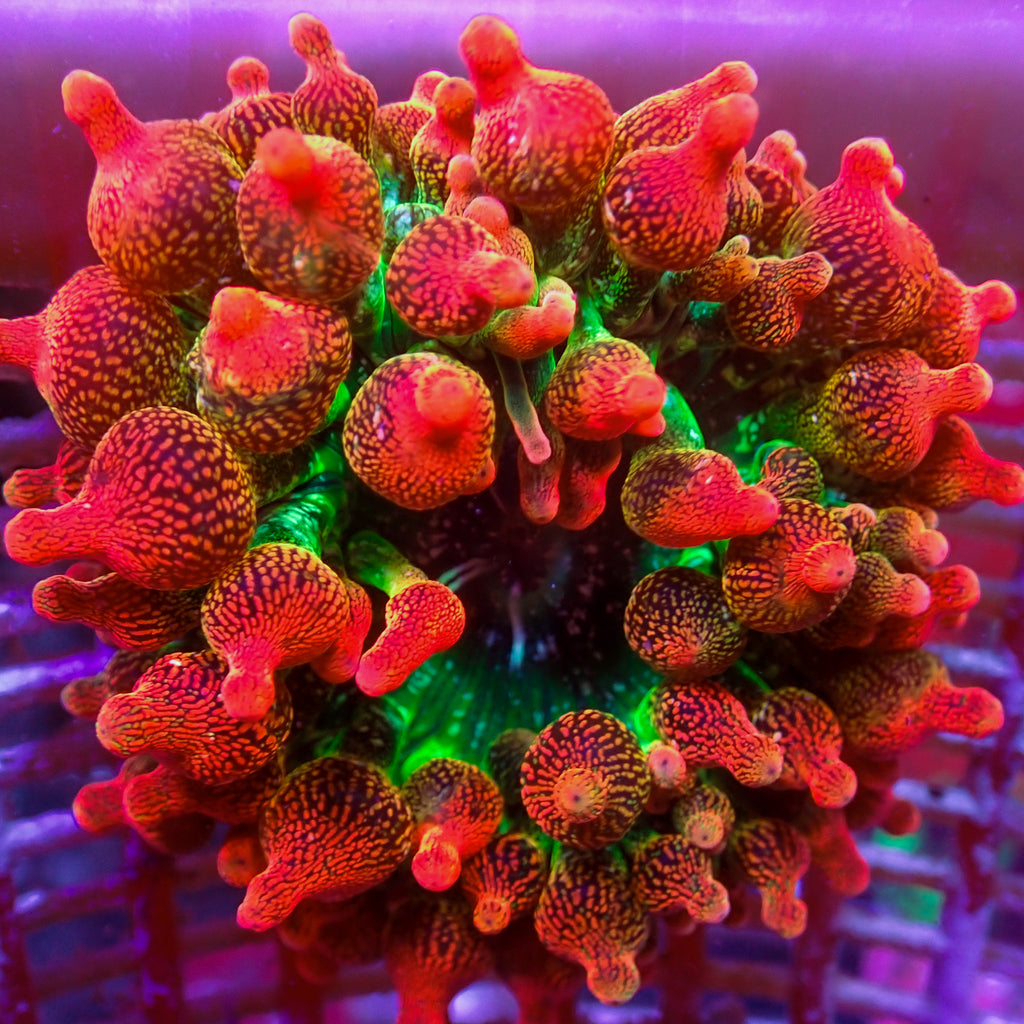 WYSIWYG Ultra Rainbow Cherry Bomb Bubble Tip Anemone (1-2") - Corals Anonymous