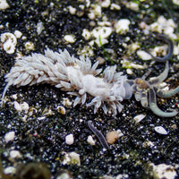 Berghia Nudibranch (Aptasia Eater)
