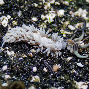 Berghia Nudibranch (Aptasia Eater)