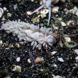 Berghia Nudibranch (Aptasia Eater)