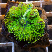 WYSIWYG Rainbow Jelly Pop Twang Yuma Mushroom