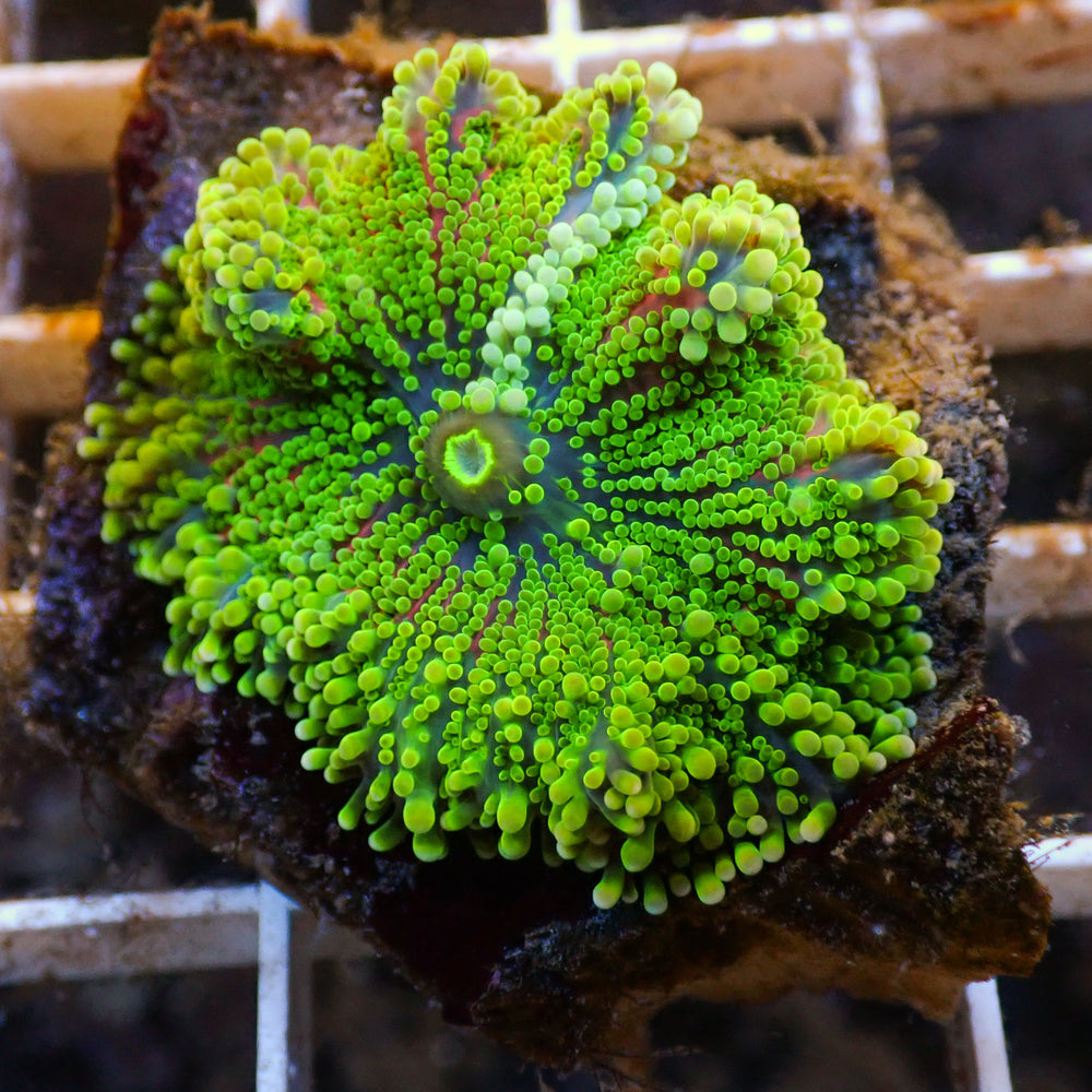WYSIWYG Rainbow Jelly Pop Twang Yuma Mushroom