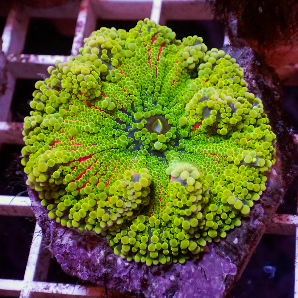 WYSIWYG Rainbow Jelly Pop Twang Yuma Mushroom