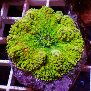 Rainbow Jelly Pop Twang Yuma Mushroom