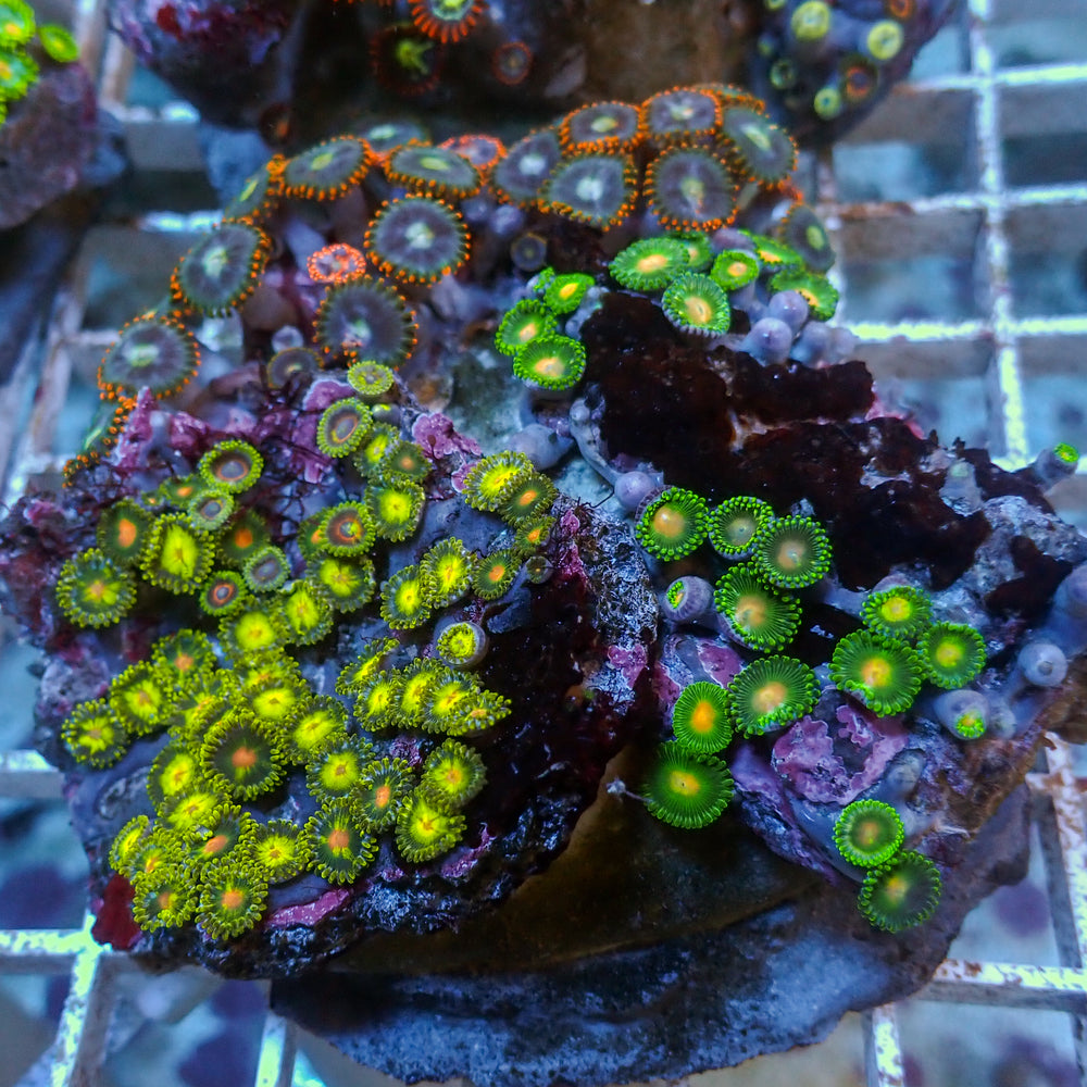 WYSIWYG Rainbow Zoa Combo Colony (50+ Polyps)