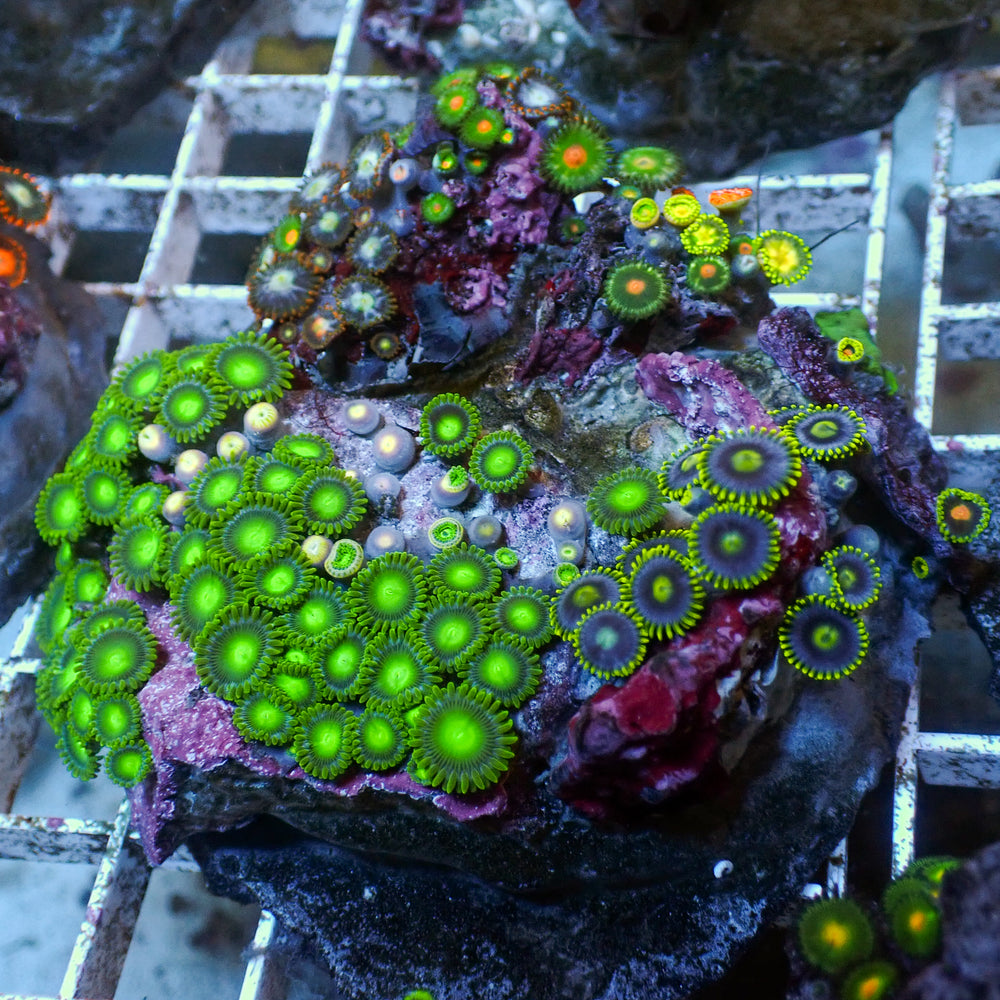 WYSIWYG Rainbow Zoa Combo Colony (50+ Polyps)