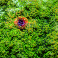 Fiji Green Montipora (0.5-1” Frag)