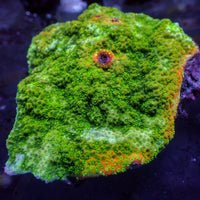 Fiji Green Montipora (0.5-1” Frag)

