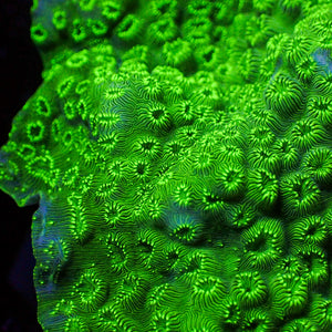 Green Pavona SPS (1” Frag)