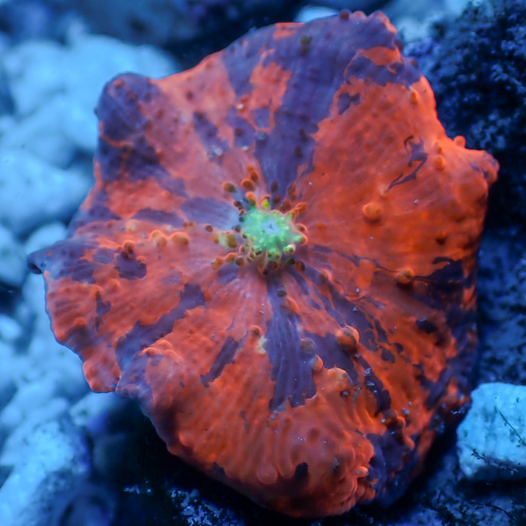 WYSIWYG Deadpool Jawbreaker Mushroom - Corals Anonymous