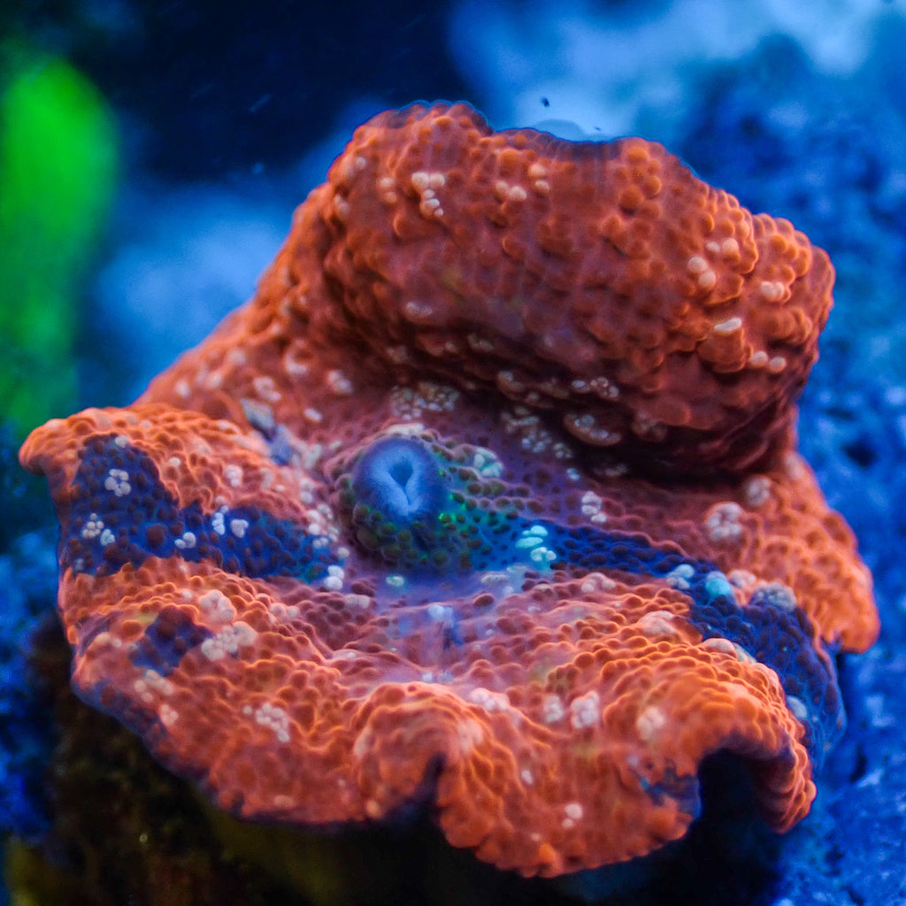 WYSIWYG Pink Speckled Deadpool Jawbreaker Mushroom - Corals Anonymous