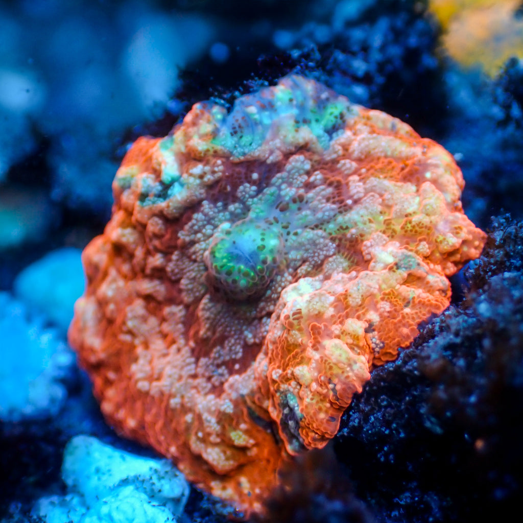 WYSIWYG Celestial Nova Rainbow Mushroom - Corals Anonymous