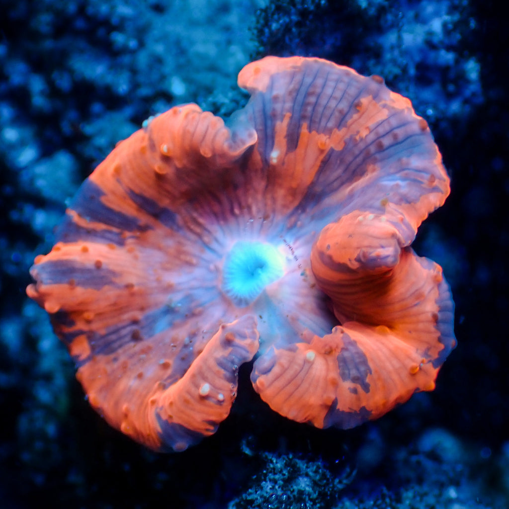 WYSIWYG Deadpool Jawbreaker Mushroom - Corals Anonymous