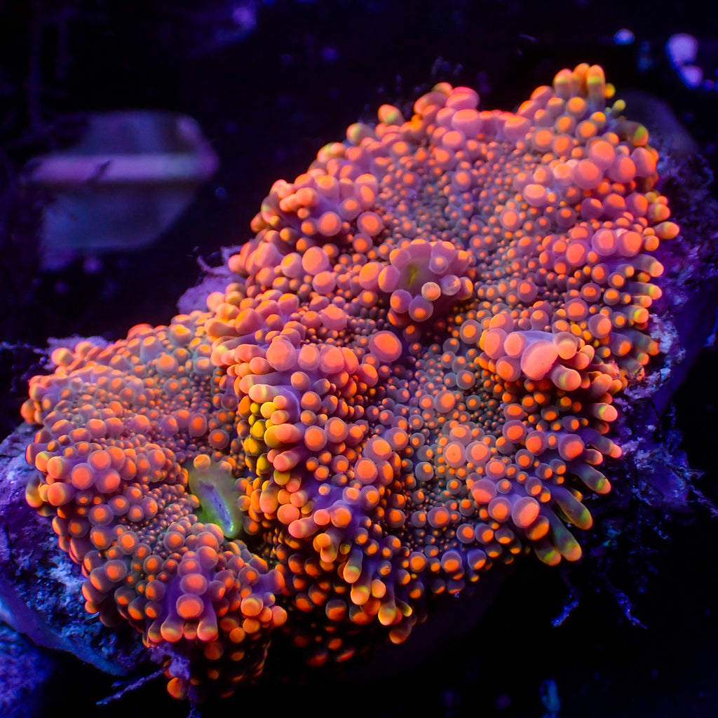 WYSIWYG Neon Sunset Rainbow Yuma Mushroom Combo (2 Polyps) - Corals Anonymous