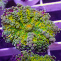Lemon Lime Swirl Yuma Mushroom - Corals Anonymous