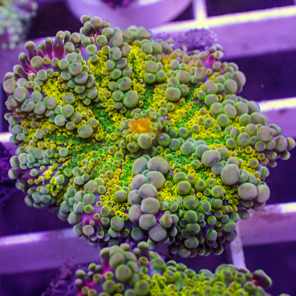 Lemon Lime Swirl Yuma Mushroom - Corals Anonymous