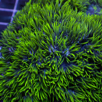 Blue Eyed Goniopora (0.5-1” Frag) - Corals Anonymous

