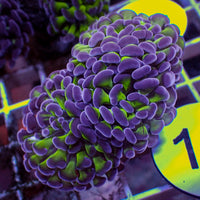 WYSIWYG Purple Tip Hammer Colony (4 Polyps)