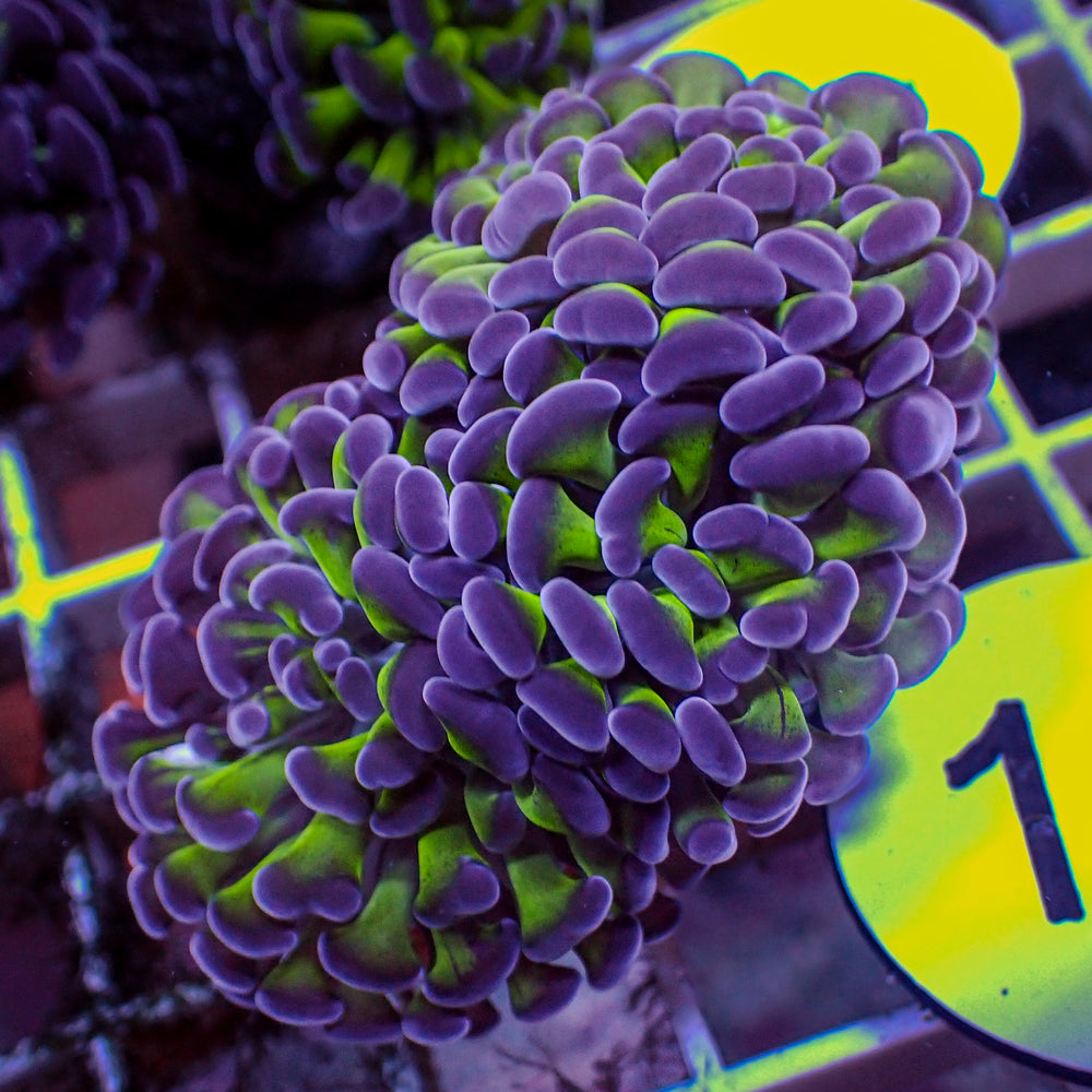 WYSIWYG Purple Tip Hammer Colony (4 Polyps)