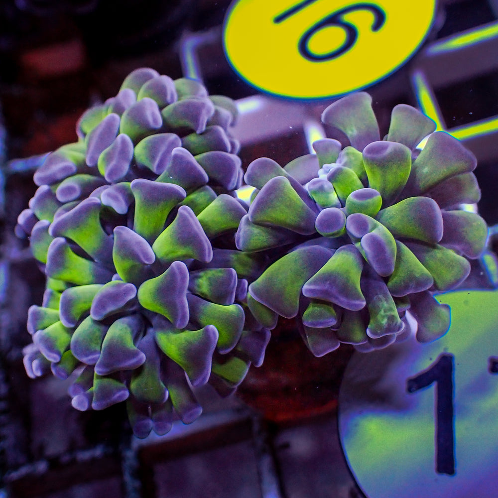 WYSIWYG Purple Tip Hammer Colony (3 Polyps)