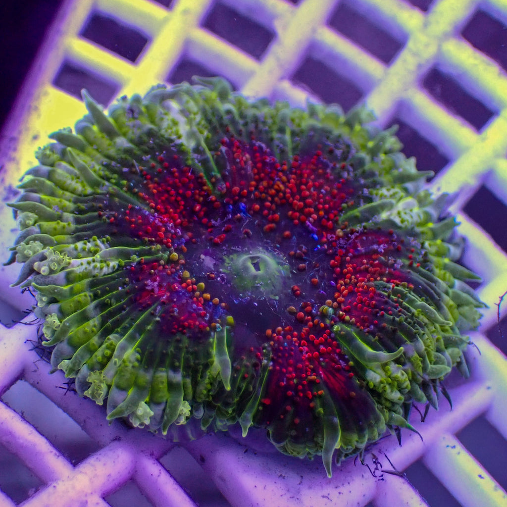 Red Mouth Maxi Mini Carpet Anemone - Corals Anonymous