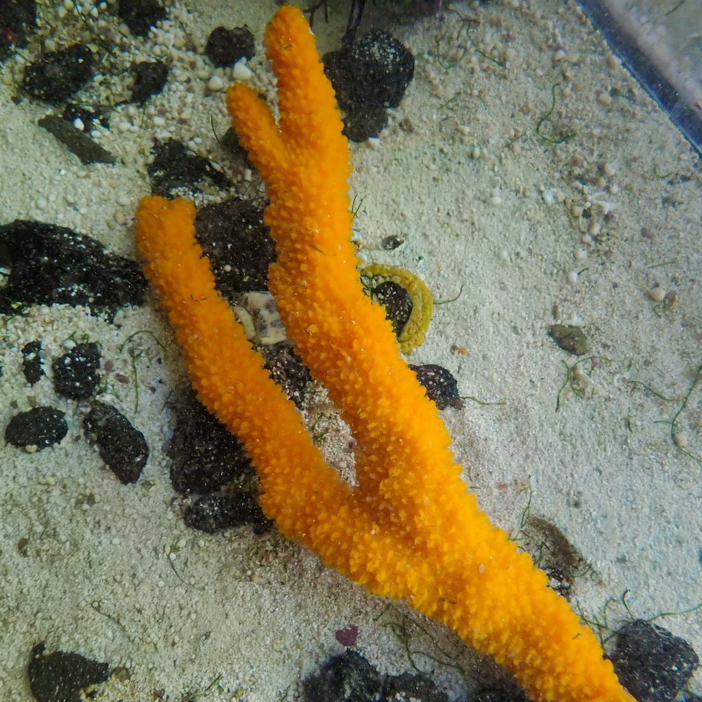 WYSIWYG Large Bright Orange Tree Sponge (10-12") - Corals Anonymous