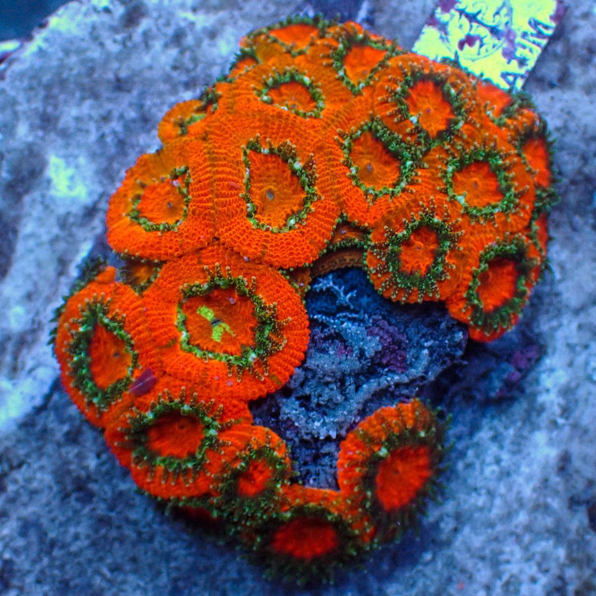 Neon Green Mouth Orange Acans (2-3 Polyps) - Corals Anonymous