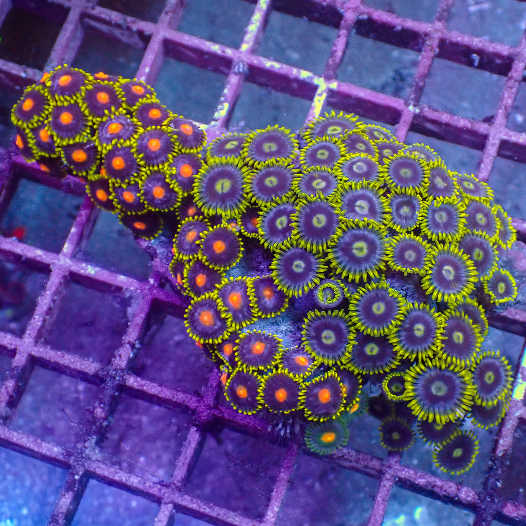 WYSIWYG Rainbow Zoa Combo Colony - Corals Anonymous