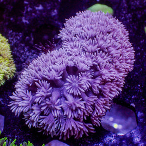 Purple Pastel Goniopora (0.5-1” Frag)