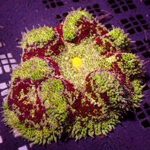 WYSIWYG Blood Bath Maxi Mini Carpet Anemone (2-3")