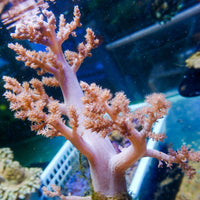 WYSIWYG CA Pink Blossom Nephthea Tree Soft Coral Mother Colony (XL, 5-7")