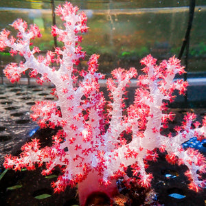 WYSIWYG X-Large Strawberry Carnation Tree Coral Colony (6-7”)