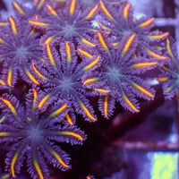 Firefly Cloves (Small Colony)
