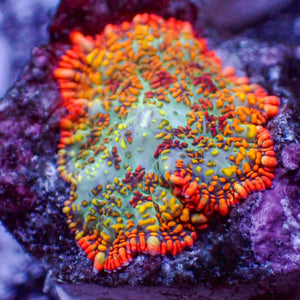 WYSIWYG Miami Sunset Rhodactis Mushroom