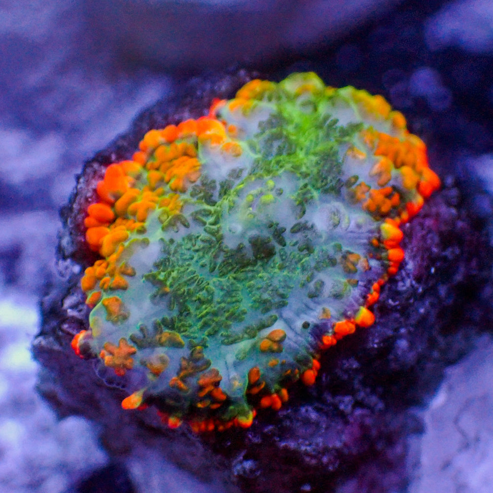 WYSIWYG Miami Sunset Rhodactis Mushroom