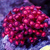 WYSIWYG Red Micro Goniopora Colony (1.5-2")