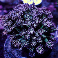 WYSIWYG Purple Midori Goniopora Colony (1-2")