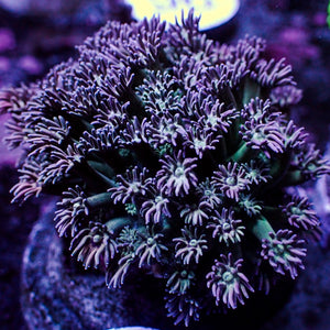 WYSIWYG Purple Midori Goniopora Colony (1-2")