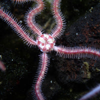 Pink Brittle Sea Star
