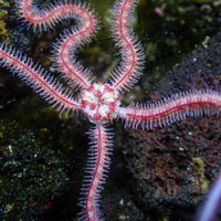 Pink Brittle Sea Star