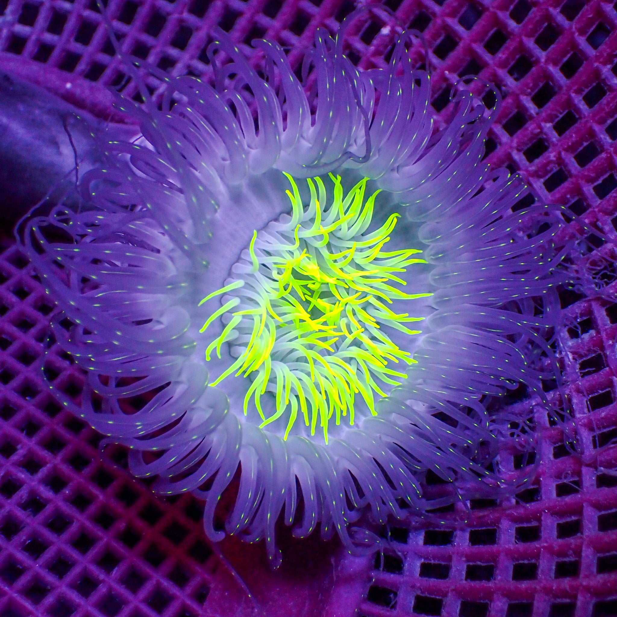 Starry Night Tube Anemone | Corals Anonymous