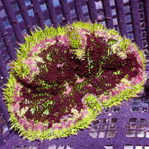 WYSIWYG Purple Bliss Maxi Mini Carpet Anemone (2-3")