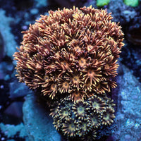 Ember Crown Goniopora (0.5-1") - Corals Anonymous
