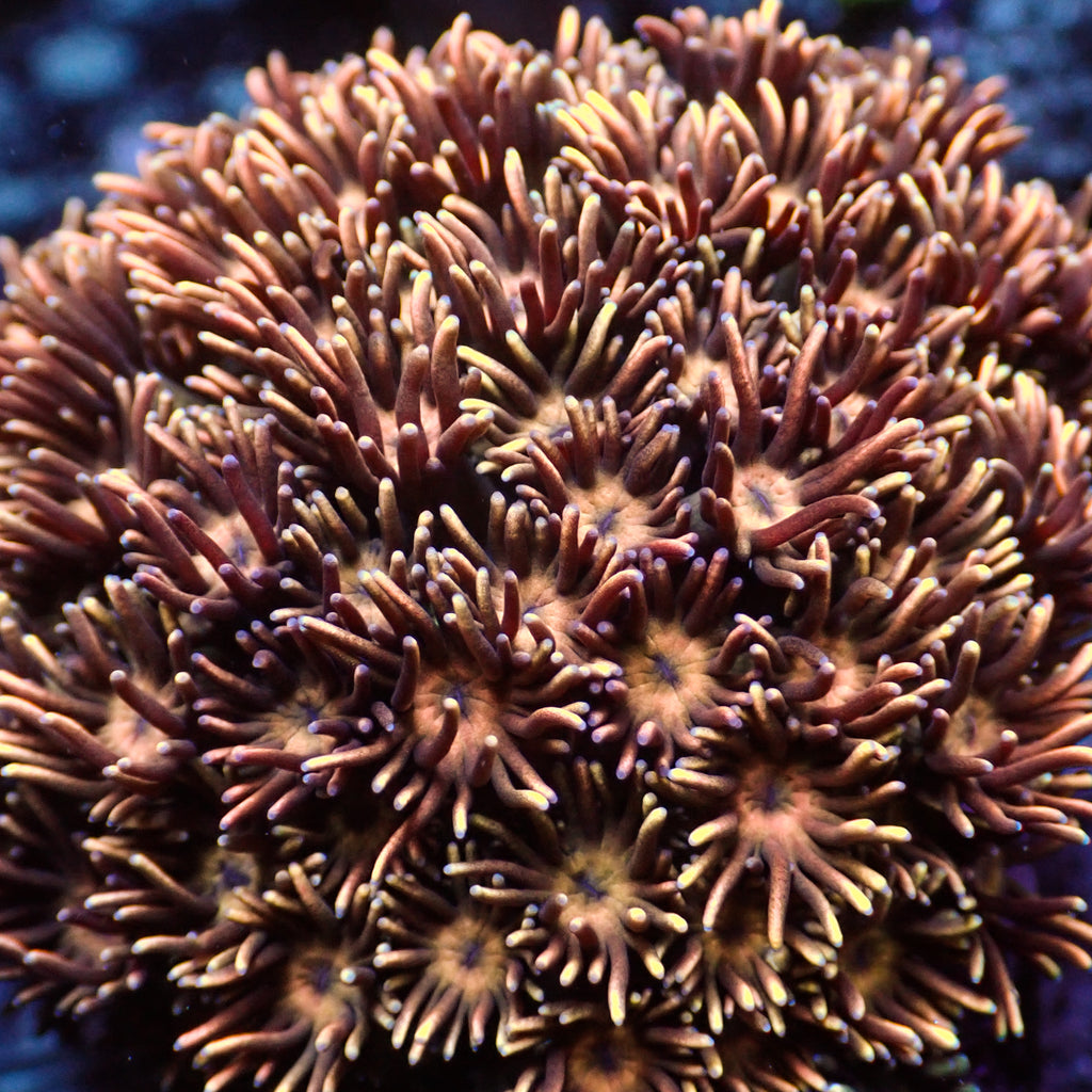 Ember Crown Goniopora (0.5-1") - Corals Anonymous