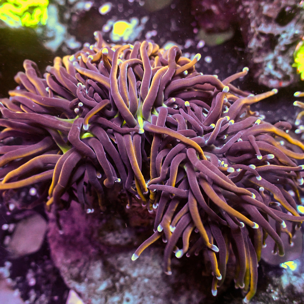 WYSIWYG NY Knicks Torch Colony (4 Polyps) - Corals Anonymous