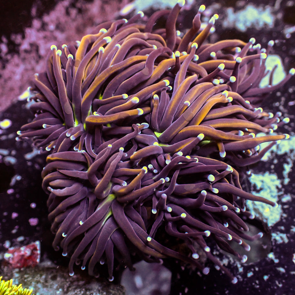 WYSIWYG NY Knicks Torch Colony (5 Polyps) - Corals Anonymous