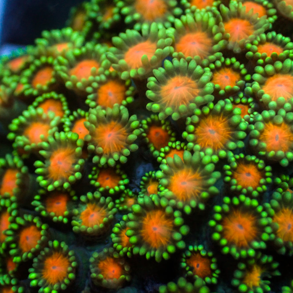 Mango Burst Goniopora (0.5-1” frag) - Corals Anonymous