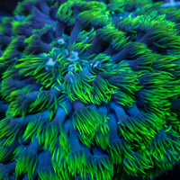 Blue Eyed Goniopora (0.5-1” Frag) - Corals Anonymous
