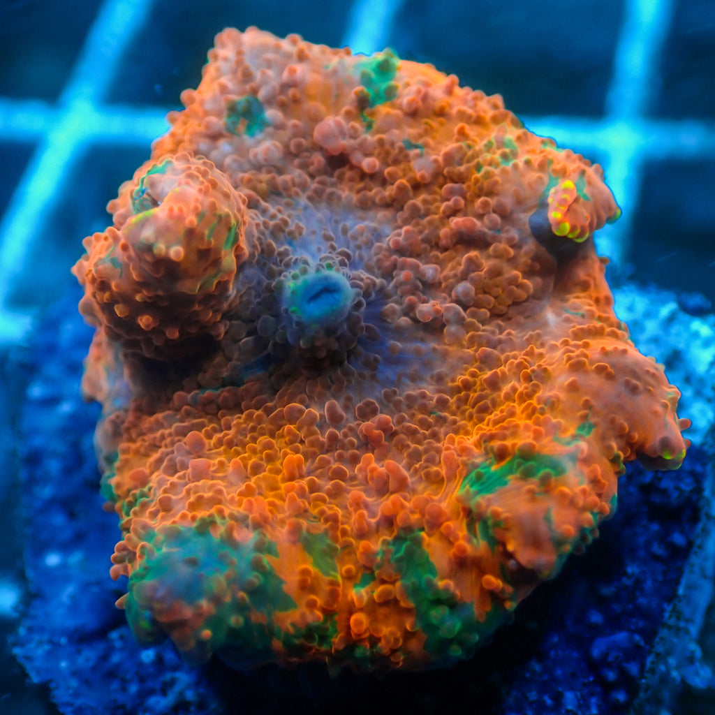 WYSIWYG  Candy Crush Jawbreaker Discosoma Mushroom - Corals Anonymous